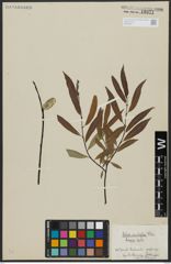 Foto von Salix acutifolia Willd.
